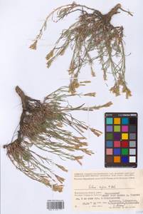 Смолевка приземистая M.Bieb., Восточная Европа, Нижневолжский район (E9) (Россия)