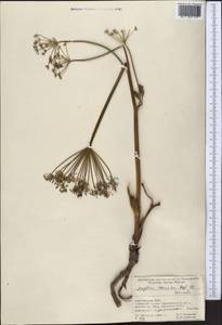 Дудник тройчатый Regel & Schmalh., Средняя Азия и Казахстан, Памир и Памиро-Алай (M2) (Киргизия)