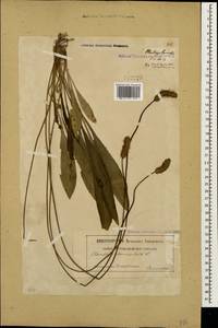 Подорожник ланцетный, Подорожник ланцетолистный L., Кавказ, Грузия (K4) (Грузия)