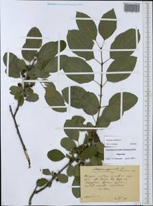 Жестер слабительный, Крушина слабительная L., Средняя Азия и Казахстан, Западный Тянь-Шань и Каратау (M3) (Киргизия)