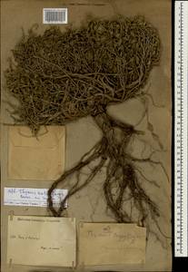 Чабрец Кочи Boiss. & Hohen., Зарубежная Азия (ASIA) (Иран)