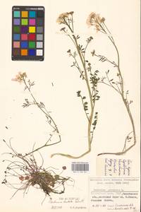 Cardamine pratensis subsp. dentata (Schult.) Čelak., Восточная Европа, Восточный район (E10) (Россия)