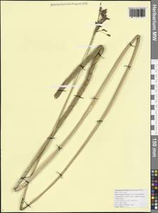 Схеноплектус приморский (Schrad.) Palla, Кавказ, Черноморское побережье (от Новороссийска до Адлера) (K3) (Россия)