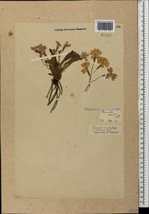 Primula vulgaris subsp. rubra (Sm.) Arcang., Кавказ, Грузия (K4) (Грузия)