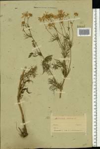 Трехреберник непахучий, Ромашка непахучая (L.) Sch.-Bip, Восточная Европа, Белоруссия (E3a) (Белоруссия)