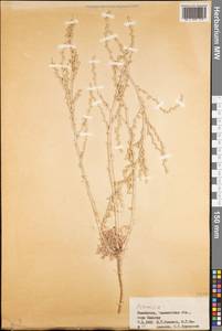 Полынь, Средняя Азия и Казахстан, Западный Тянь-Шань и Каратау (M3) (Казахстан)