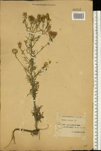 Centaurea stoebe subsp. stoebe, Восточная Европа, Западный район (E3) (Россия)