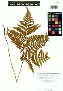 Pteridium aquilinum subsp. japonicum (Nakai) Á. Löve & D. Löve, Сибирь, Центральная Сибирь (S3) (Россия)