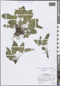 Фиалка сомнительная Waldst. & Kit., Восточная Европа, Средневолжский район (E8) (Россия)