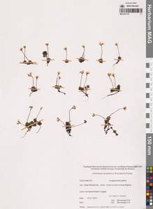 Проломник Бунге Schischk. & Bobrov, Сибирь, Чукотка и Камчатка (S7) (Россия)