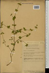 Stachys viscosa Montbret & Aucher ex Benth., Кавказ, Турецкий Кавказ (K7) (Турция)