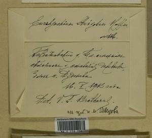 Eurhynchiastrum pulchellum (Hedw.) Ignatov & Huttunen, Гербарий мохообразных, Мхи - Центральное Нечерноземье (B6) (Россия)