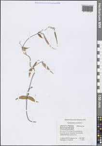 Цинанхум острый L., Кавказ, Черноморское побережье (от Новороссийска до Адлера) (K3) (Россия)