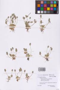 Ceratocephala orthoceras DC., Восточная Европа, Центральный лесостепной район (E6) (Россия)