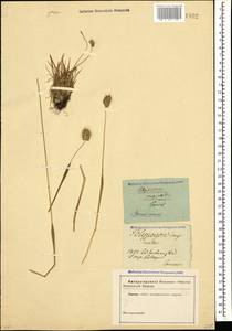Лисохвост влагалищный (Willd.) Kunth, Кавказ (без точных местонахождений) (K0)