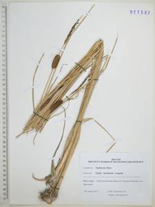 Рогоз Лаксмана Lepech., Сибирь, Дальний Восток (S6) (Россия)