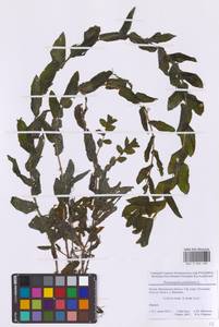 Рдест пронзеннолистный, Рдест стеблеобъемлющий L., Восточная Европа, Московская область и Москва (E4a) (Россия)