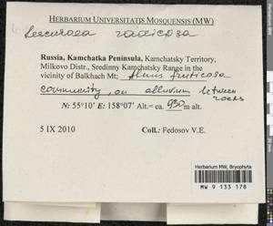 Lescuraea radicosa (Mitt.) Mönk., Гербарий мохообразных, Мхи - Чукотка и Камчатка (B21) (Россия)