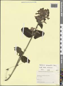 Betonica macrantha K.Koch, Кавказ, Дагестан (K2) (Россия)