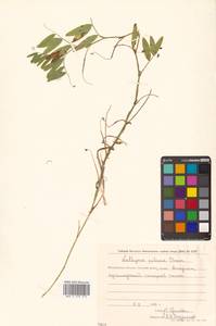 Lathyrus palustris subsp. palustris, Сибирь, Чукотка и Камчатка (S7) (Россия)