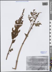 Astilbe rubra Hook.fil. & Thomson, Сибирь, Дальний Восток (S6) (Россия)