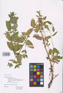 MHA 0 155 683, Котовник голый, Восточная Европа, Центральный район (E4) (Россия)