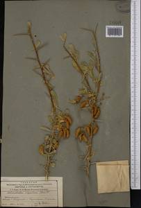 Caragana halodendron (Pall.) Dum.Cours., Средняя Азия и Казахстан, Северный и Центральный Тянь-Шань (M4) (Казахстан)
