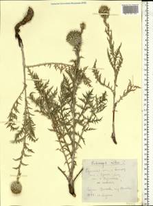 Echinops ritro var. ruthenicus (M.Bieb.) Schrad., Восточная Европа, Южно-Украинский район (E12) (Украина)