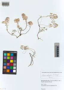 KUZ 005 633, Odontarrhena obovata C.A.Mey., Сибирь, Алтай и Саяны (S2) (Россия)