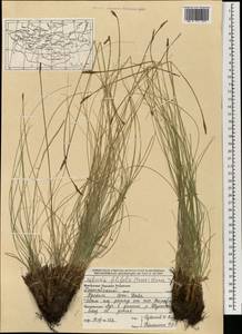 Carex macroprophylla (Y.C.Yang) S.R.Zhang, Монголия (MONG) (Монголия)