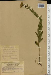 Pentanema salicinum (L.) D. Gut. Larr., Santos-Vicente, Anderb., E. Rico & M. M. Mart. Ort., Восточная Европа, Южно-Украинский район (E12) (Украина)