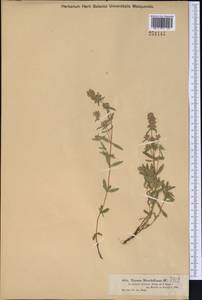 Thymus pannonicus All., Средняя Азия и Казахстан, Джунгарский Алатау и Тарбагатай (M5) (Казахстан)