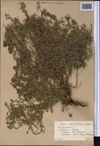 Thymus pannonicus All., Средняя Азия и Казахстан, Западный Тянь-Шань и Каратау (M3) (Казахстан)