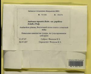Andreaea rupestris var. papillosa (Lindb.) Podp., Гербарий мохообразных, Мхи - Красноярский край, Тыва и Хакасия (B17) (Россия)