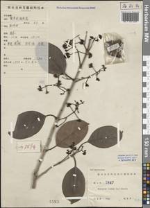 Syzygium cumini (L.) Skeels, Зарубежная Азия (ASIA) (КНР)