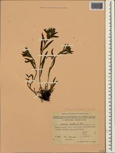 Nonea pulla subsp. pulla, Крым (KRYM) (Россия)