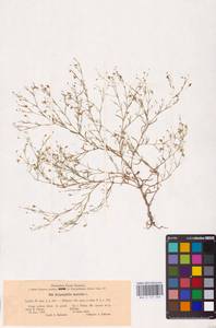 Песколюбочка постенная (L.) Ikonn., Восточная Европа, Северо-Украинский район (E11) (Украина)