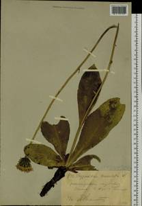 Trommsdorffia maculata (L.) Bernh., Сибирь, Западный (Казахстанский) Алтай (S2a) (Казахстан)