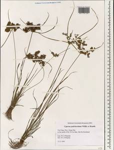 Cyperus pulcherrimus Willd. ex Kunth, Зарубежная Азия (ASIA) (Вьетнам)