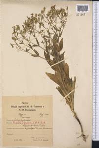 Gypsophila vaccaria (L.) Sm., Средняя Азия и Казахстан, Северный и Центральный Казахстан (M10) (Казахстан)