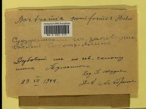 Bartramia pomiformis Hedw., Гербарий мохообразных, Мхи - Дальний Восток (без Чукотки и Камчатки) (B20) (Россия)