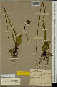 Pilosella cymosiformis (Froel.) Gottschl., Восточная Европа, Волжско-Камский район (E7) (Россия)