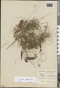 Повилика тимьянная (L.) L., Восточная Европа, Московская область и Москва (E4a) (Россия)