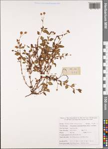 Persicaria capitata (Buch.-Ham. ex D. Don) H. Gross, Зарубежная Азия (ASIA) (Вьетнам)