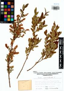 Ива черничная L., Сибирь, Прибайкалье и Забайкалье (S4) (Россия)