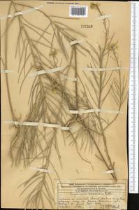 Желтушник развесистый Ehrh., Средняя Азия и Казахстан, Западный Тянь-Шань и Каратау (M3) (Казахстан)