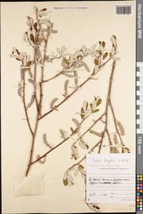 Ива Крылова E.L.Wolf, Сибирь, Якутия (S5) (Россия)