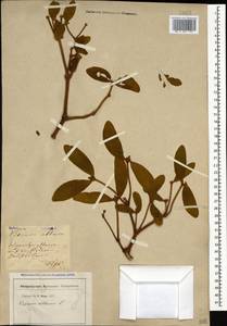 Омела белая L., Кавказ, Грузия (K4) (Грузия)