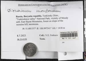 Orthodicranum montanum (Hedw.) Loeske, Гербарий мохообразных, Мхи - Прибайкалье и Забайкалье (B18) (Россия)