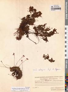 Камнеломка шерлериевидная D.Don, Сибирь, Чукотка и Камчатка (S7) (Россия)